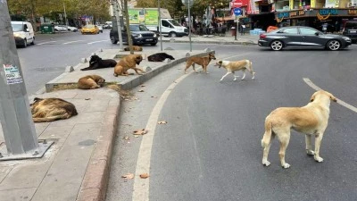 2 çocuğun ölümünün ardından  3 ilde &quot;sokak hayvanları&quot; soruşturması