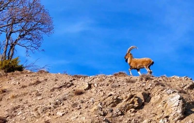 Bingöl'de yaban keçisi görüntülendi