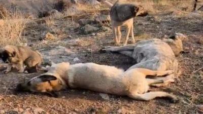 Çok sayıda köpek ölü bulundu