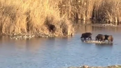 Dicle Nehri'nde domuz sürüsü görüntülendi