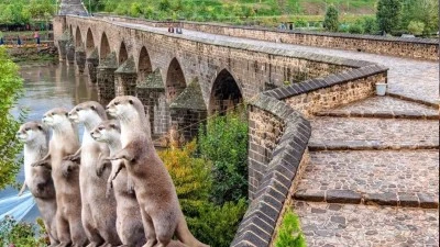 Diyarbakır'da 3 su samuru görüntülendi