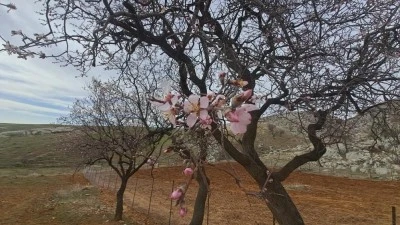 Diyarbakır’da badem ağaçları çiçek açtı