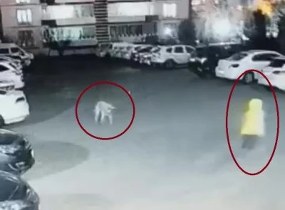 Diyarbakır’da çocuk ve kadın köpek saldırısına uğradı