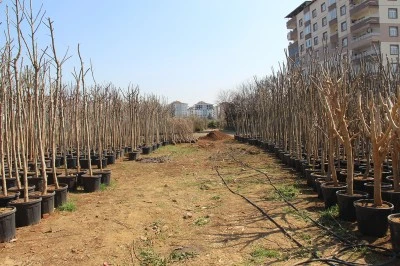 Diyarbakır’da fidan dikim sezonu başladı