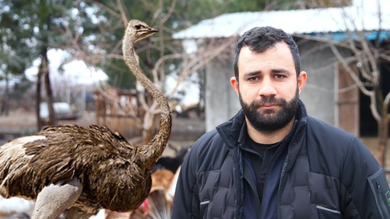 Diyarbakır'da firari deve kuşu, 3 gün sonra bulundu