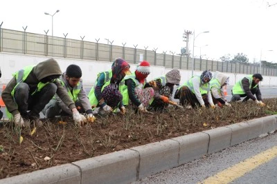 Diyarbakır'da güllerle yeni bir peyzaj dönemi başlıyor