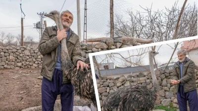 Diyarbakır'da kaçan deve kuşu evine döndü