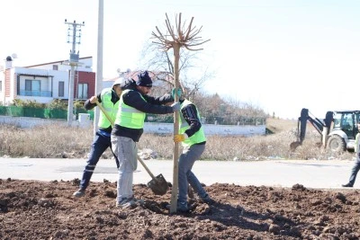 Diyarbakır'da yeşil gelecek için 10 bin ağaç dikilecek