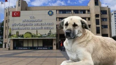 Diyarbakır’daki belediyeler dikkat! Sahipsiz hayvanlar için rekor ceza geliyor!