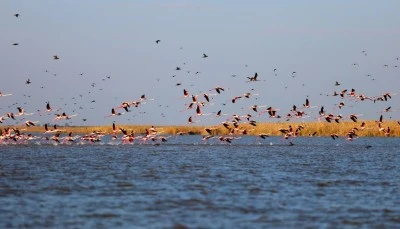 Flamingolardan renkli görüntüler