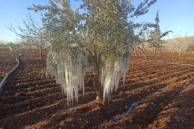 Şanlıurfa’da ağaçlar kırağı tuttu  