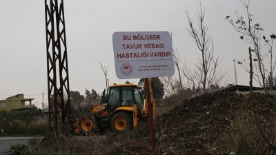 Hatay'da kuş gribi alarmı