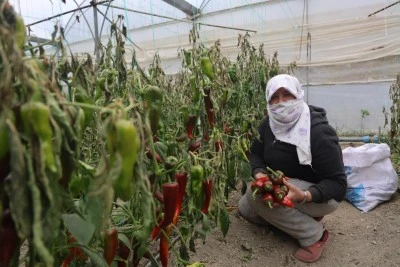 İhracat için yetiştirilen kapya biberine don darbesi