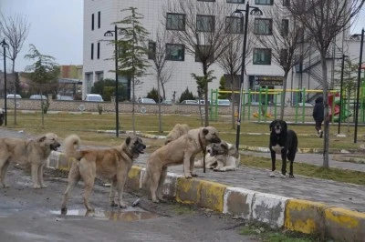 Köpeklerin saldırdığı 2 yaşındaki bebek öldü