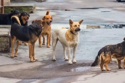 Köpeklerin saldırdığı 4,5 yaşındaki çocuk yaralandı