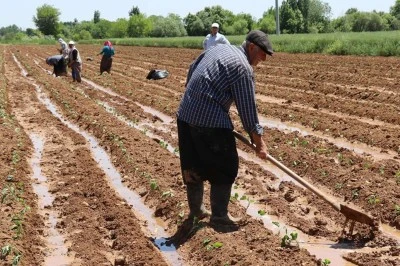 Mevsimlik tarım işçilerinin ücretleri arttı