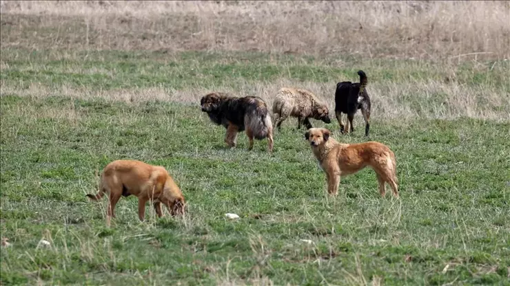 Sağlık Bakanlığı’ndan sahipsiz hayvanlara yönelik yeni düzenleme