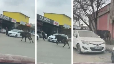 Sanayi sitesine giren boğa, esnafı kovaladı