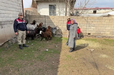 Şanlıurfa'da hayvan hırsızlığı operasyonu