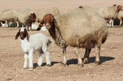 Tunceli'de şap hastalığı alarmı