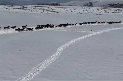 Yılkı atları köylere indi