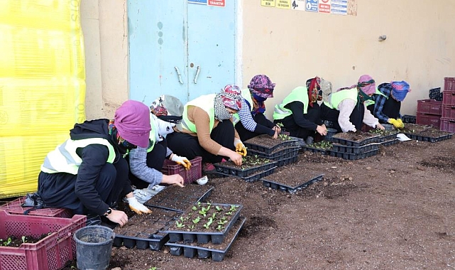 Diyarbakır'da yazlık çiçeklerin üretimi başladı