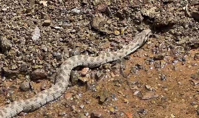 2 metre boyundaki kocabaş yılanı, Tunceli’de görüntülendi