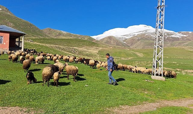   3 bin rakımda koyun ve kuzuların renkli buluşması