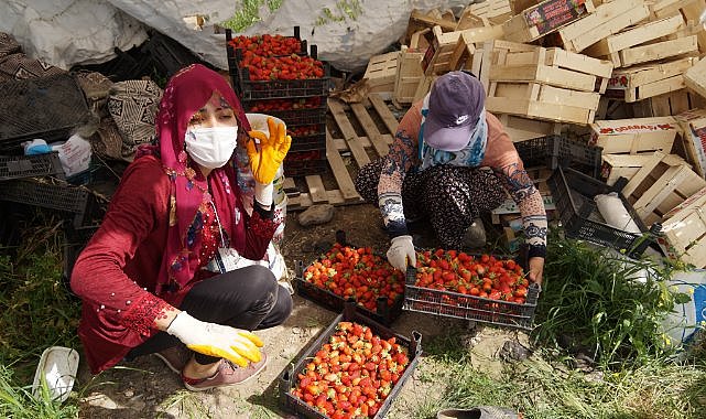 Batman’da yılın ilk organik çilek hasadı başladı