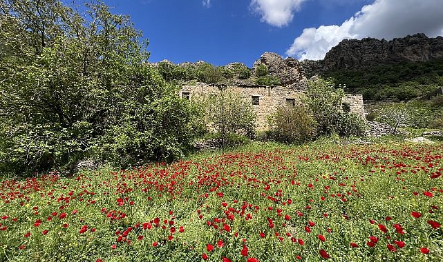 Gelincikler doğaya renk kattı