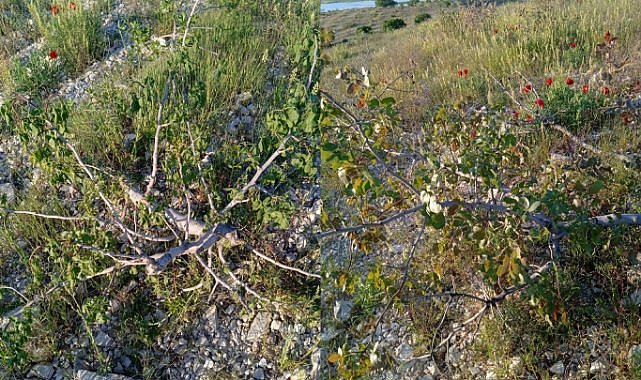 Kimliği belirsiz kişiler Fıstık ağacına zarar verdi