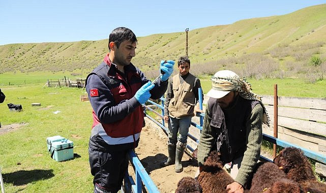 Küçükbaş hayvanlar aşılanıyor  