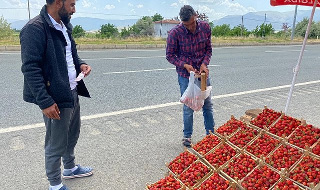 Kuyulu çileği görücüye çıktı!