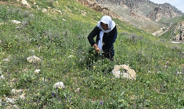 Sarı düğün çiçekleri, doğaya renk kattı