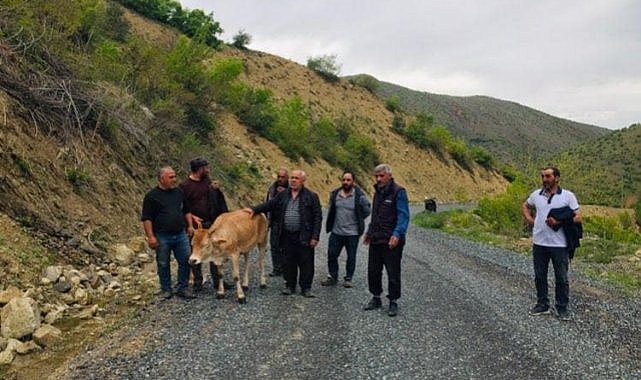 Uçuruma yuvarlanan inek, el birliğiyle kurtarıldı