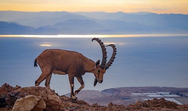 Yaban keçisi avlayanlara para cezası uygulanacak