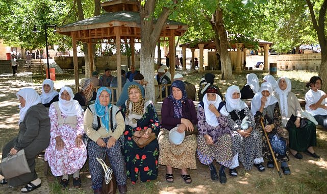 Diyarbakır’da ‘ulu çınarlar’ yalnız bırakılmadı