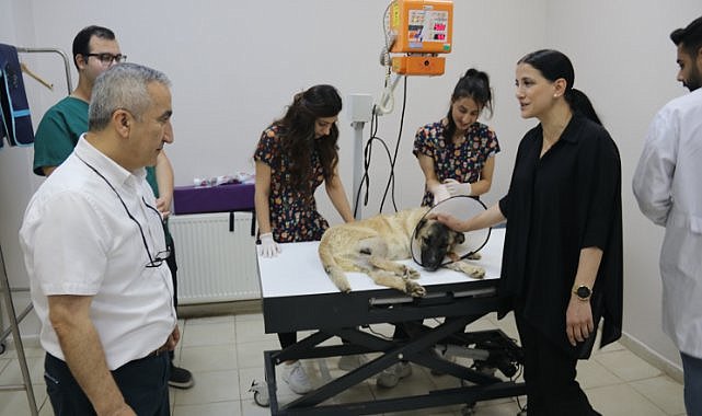 Diyarbakırlı öğretmen ayakları kırık köpeği tedavi ettirdi