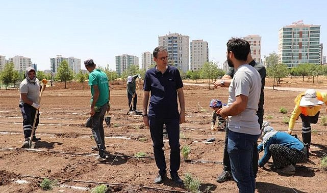 Diyarbakır’da tıbbi aromatik bitki bahçesi kuruluyor  