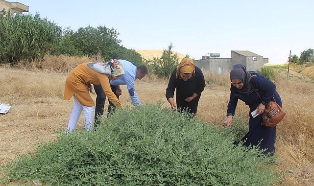 'Kapari' bitkisi kadınların geçim kaynağı oldu