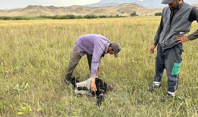 Köpekler sürüye saldırdı, 30'a yakın koyun telef oldu