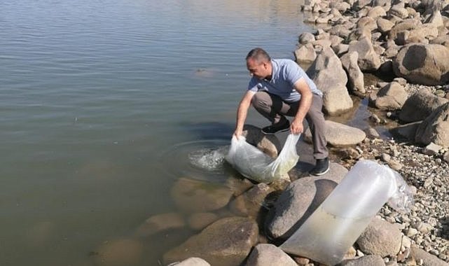 Diyarbakır'da su kaynaklarına sazan yavrusu bırakıldı  