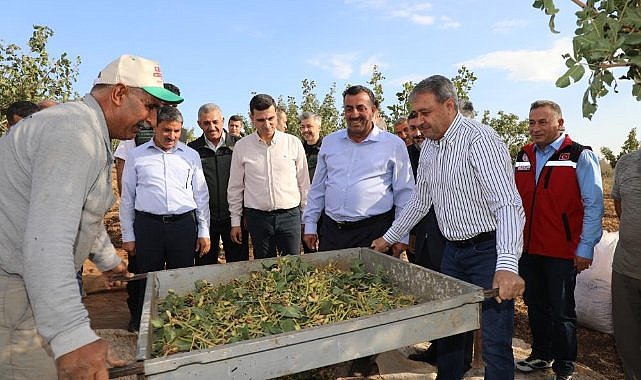 Fıstığın üretiminde hasat heyecanı 