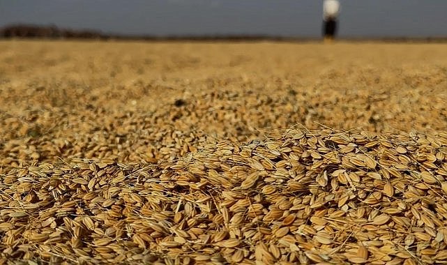  Karacadağ'ın eteğinde pirinç hasat vakti