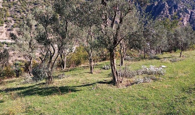 Ayılar zeytin ağaçlarına dadandı 