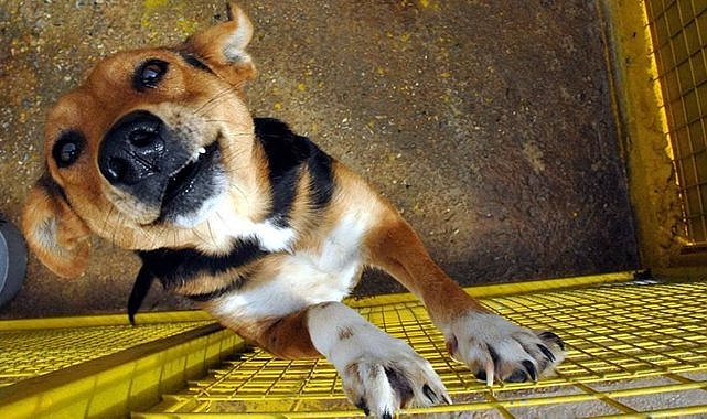 Canlı yayında köpeğini tüfekle vurdu!