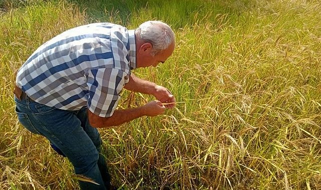 Çömlek patlatan pirinçte hasat dönemi