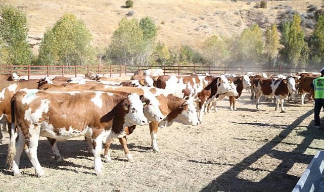 Deprem bölgesinde hayvan dağıtımına başlandı