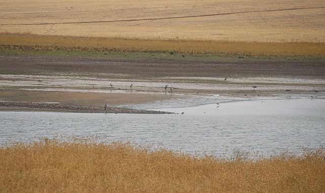 Diyarbakır’da 300 kuş türü tehdit altında