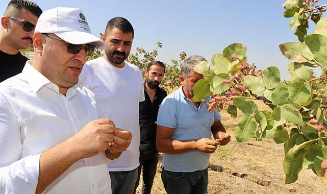 Diyarbakır'da fıstık hasadı